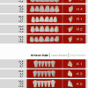 Eray Acrylic Teeth - Image 3